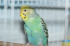 鸟语