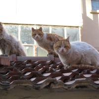 流浪猫们